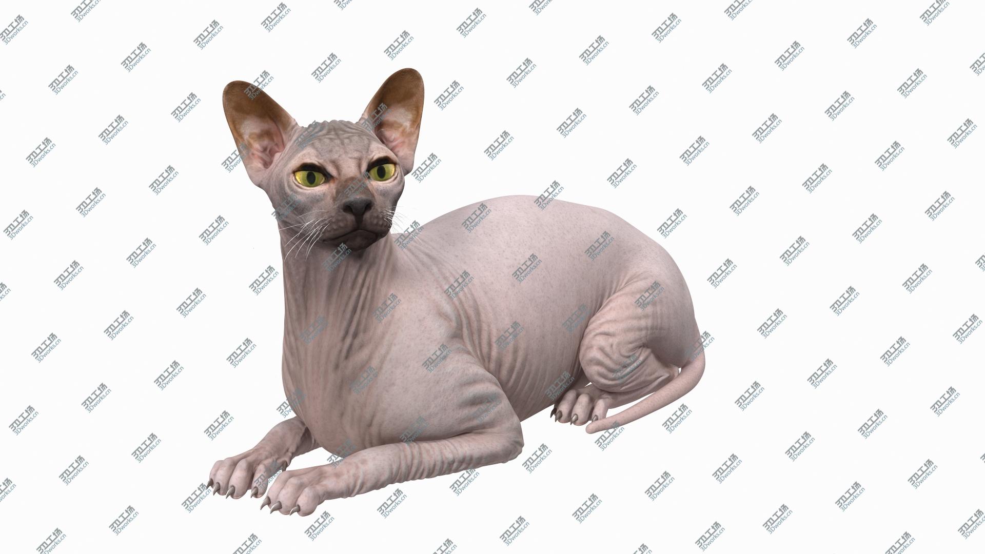 images/goods_img/202104093/3D Dark Cream Sphynx Cat Lying Pose/3.jpg